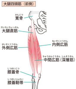 大腿四頭筋が乗ったイラストです。大腿直筋・外側広筋・中間広筋・内側広筋の4種類の筋肉を合わせて大腿四頭筋と呼びます。