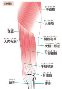 股関節伸展を動作させる筋肉のイラストです。大殿筋・大腿二頭筋・半腱様筋・半膜様筋は特に伸展動作に重要な筋肉です。