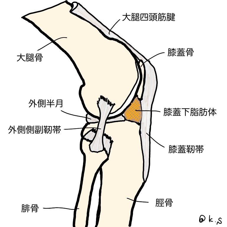 膝関節の軟部組織構造について