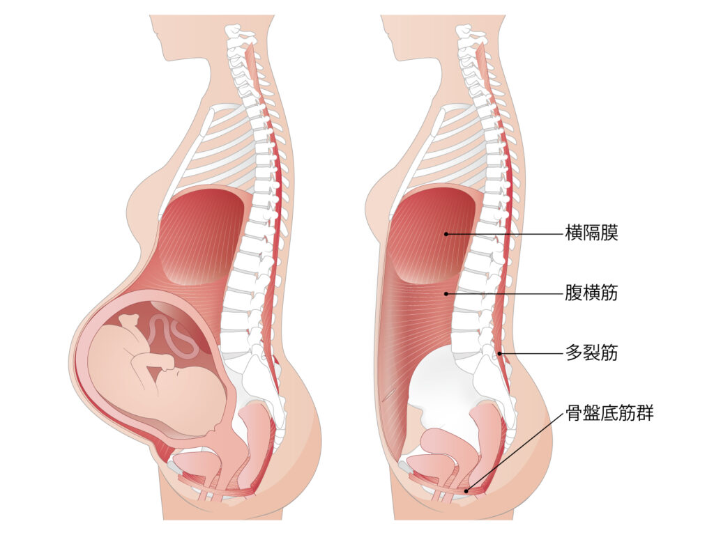 妊婦 産後ママ 育児ママの腰痛はなぜ起こる 原因と対処法をご紹介 熊谷市石原の整体なら整体サロンharmonia ハルモニア