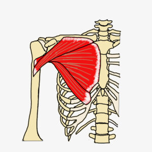 大胸筋の解剖学図