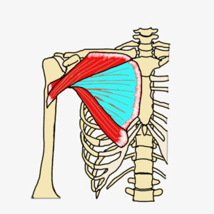 大胸筋胸骨部の解剖学図