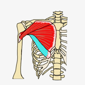 大胸筋肋骨部の解剖学図
