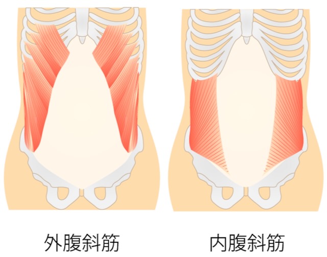 側腹部にあり、身体を捻る・左右に倒すといった動きを作る外腹斜筋と内腹斜筋のイラストです。