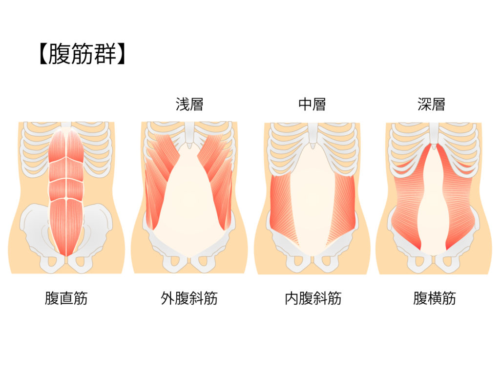 腹筋群は、腹直筋・外腹斜筋・内腹斜筋・腹横筋があり、特に腹横筋は上半身・下半身を安定させて働かせるのに重要な筋肉になります。弱くなりやすいのも腹横筋です。