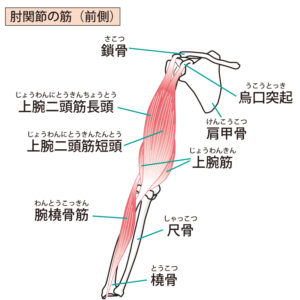肘関節の動きに関わる筋肉です。