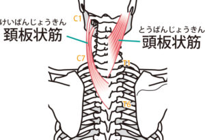 首の回旋動作や側屈動作に関係する頭板状筋・頚板状筋のイラストです。