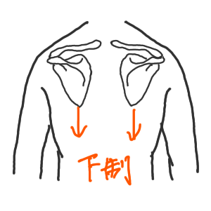 肩甲骨の動きの種類を表した図です。肩を耳元に近づけるように持ち上げる挙上、なで肩のように肩を下に引き下げる下制、肩甲骨の内側をつけるように動かす内転、左右の肩甲骨を外に離すように動かす外転、肩甲骨の下の角が外上方に引き上げられる上方回旋、肩甲骨の下の角が背骨側に引き上げられるのを下方回旋といいます。