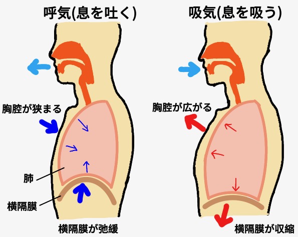 自然呼吸のメカニズムです。横隔膜が収縮することで肺が広がり空気を取り込みます。その際胸腔が広がります。息を吐く際は横隔膜が弛緩し、引き伸ばされることで肺の空気が押し出されしぼむ形となり、胸腔も狭まります。