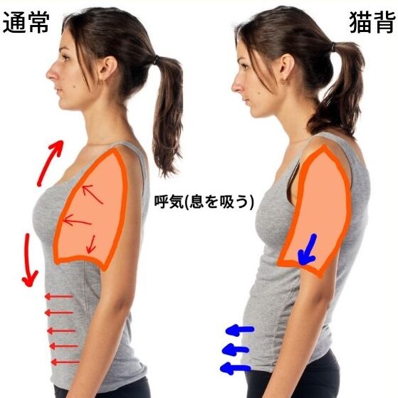 ニュートラルポジションと猫背での息を吸う(吸気)ときの違いを示しています。猫背では、胸郭が開ききらず、肺に空気が入りにくくなります。
