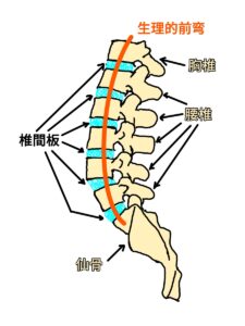 腰椎の骨格構造です。腰椎は5つあり、その間を椎間板がつないでいます。また第1腰椎は第12胸椎と第5腰椎は仙骨と椎間板で連結しています。腰椎には生理的前弯があります。