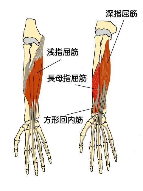 指を曲げる筋肉は、肘から手首までの前腕部分にあり、手のひらにあるわけではありません。