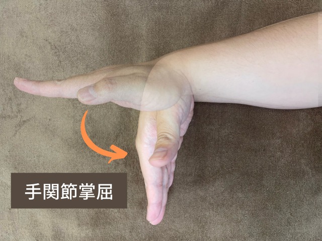 長母指屈筋・浅指屈筋・深指屈筋の筋肉の作用には、指を曲げるだけでなく手首の関節を手のひら側へ動かす掌屈という作用もあります。