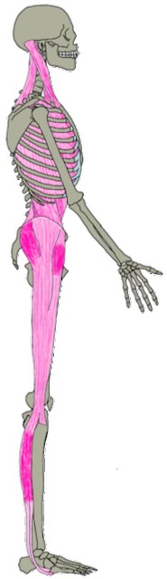ラテラルラインと呼ばれる筋筋膜経線の一つです。