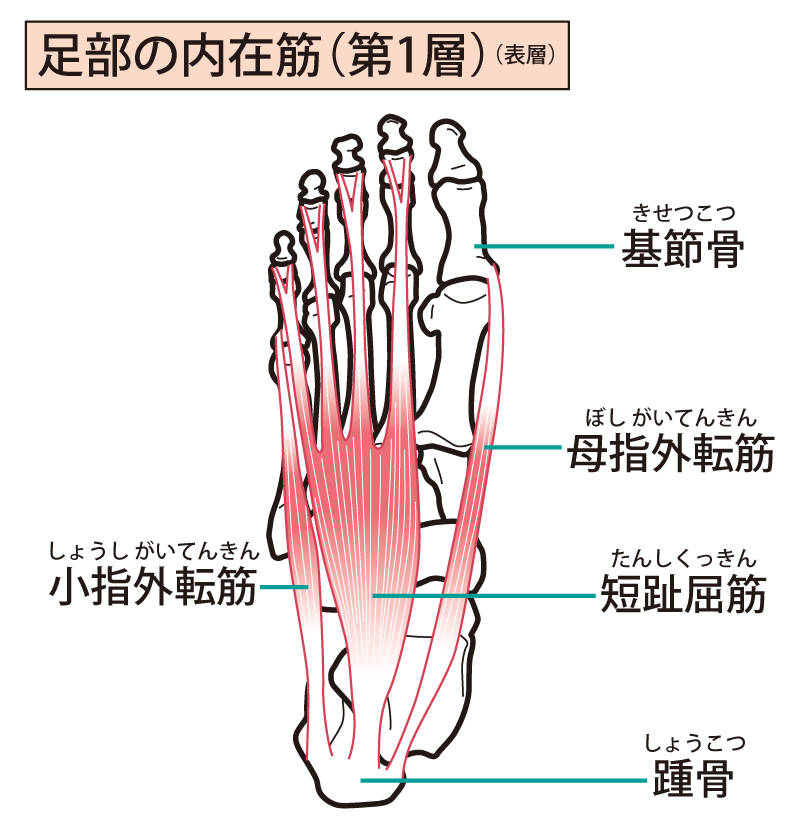 草履を履いていると鼻緒を挟んで歩くことから足底にある小指外転筋・短指屈筋といった筋肉に疲労が起こり硬くなります。足底痛の原因です。