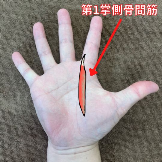 人差し指の付け根にあるMP関節にて曲げる動き(屈曲)の際に使われる筋肉です。