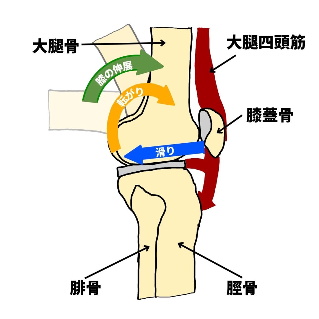 膝関節が伸びてくる際の本来の動きは、脛骨に対して大腿骨が前側に転がりながら後ろに滑っていくのが正しい動きとなります。