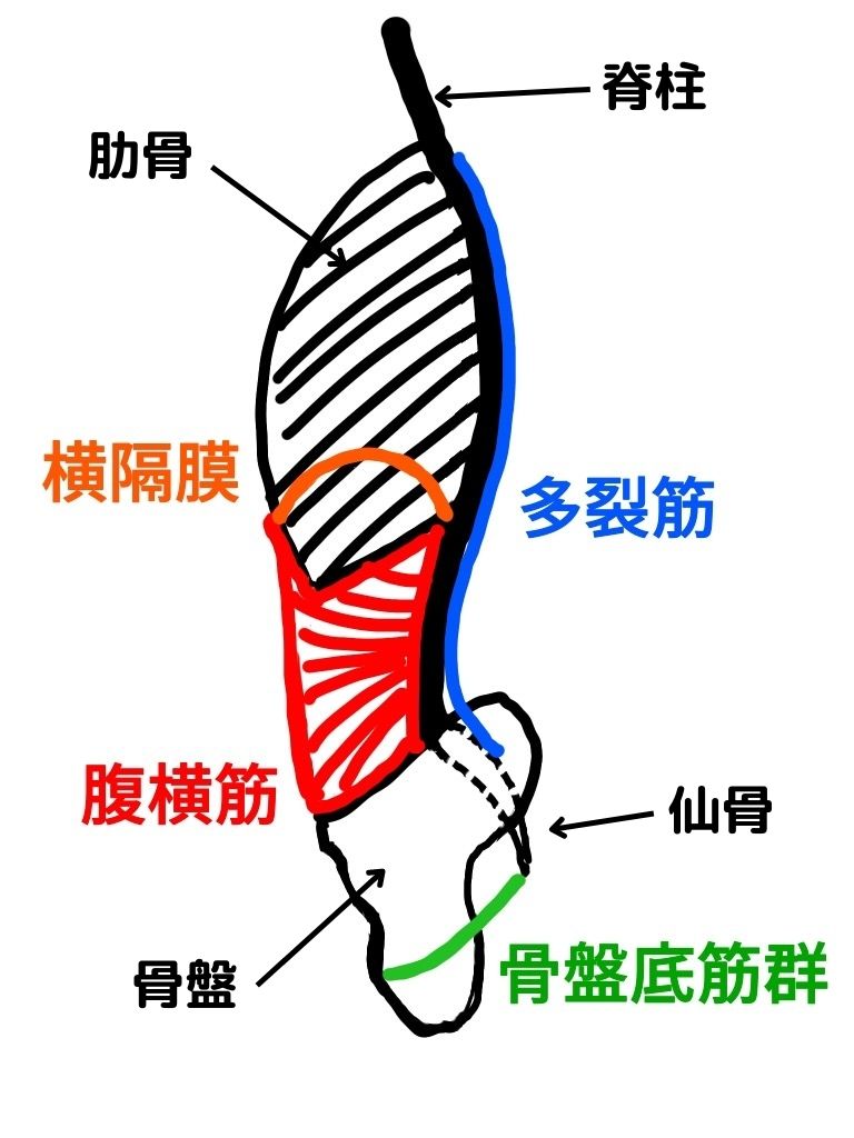 腹腔内圧を維持するために働く横隔膜・腹横筋・多裂筋・骨盤底筋を図示したイラストです。