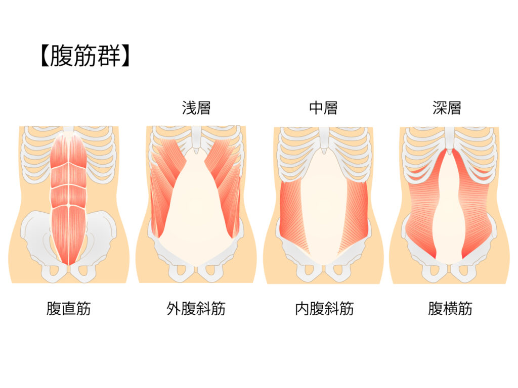 腹部にある筋肉のイラストです。腹横筋・内腹斜筋の一部がインナーマッスル、腹直筋・外腹斜筋・内腹斜筋がアウターマッスルと言われています。