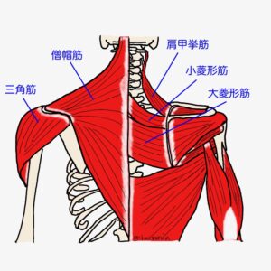肩甲骨を背中の中央に寄せる働きを持つ筋肉が載ったイラストです。僧帽筋・大菱形筋・小菱形筋・肩甲挙筋を載せています。