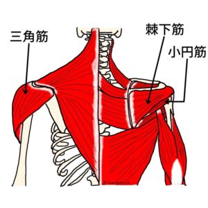 肩関節を水平外転させる筋肉である三角筋(後部繊維)、棘下筋、小円筋が載った図です。