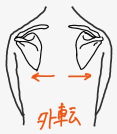 肩甲骨が外側に開く外転動作を表したイラストです。