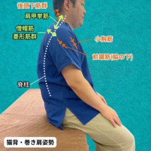 首こり・肩こりの多くは、肩甲挙筋や僧帽筋、菱形筋群が引き伸ばされて血行不良を起こした結果であり、小胸筋や前鋸筋などの胸の前側の筋肉が硬くなっていることで猫背や巻き肩になっていることが主な原因です。
