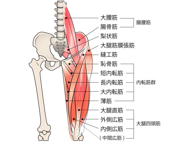 股関節の動きに関わる筋肉です。