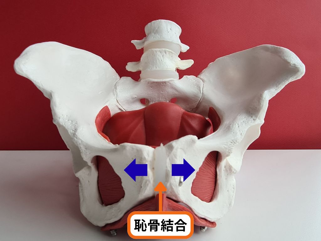 熊谷市で産後の恥骨痛にお悩みの方へ|整体で整える原因と解消法を理学療法士が解説 2 恥骨結合の場所と出産時に恥骨結合が引き伸ばされることを示した画像です。