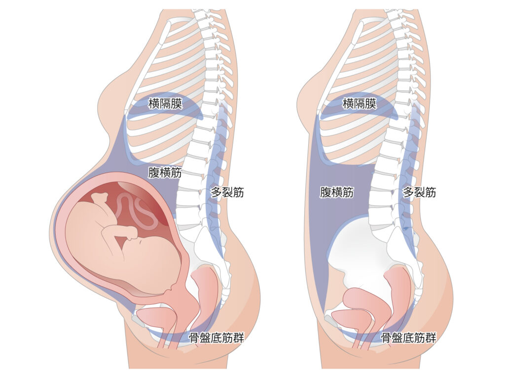 妊婦の横から見たときのインナーマッスルの位置をわかりやすくしたイラスト