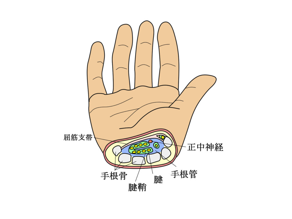 手根管の断面図