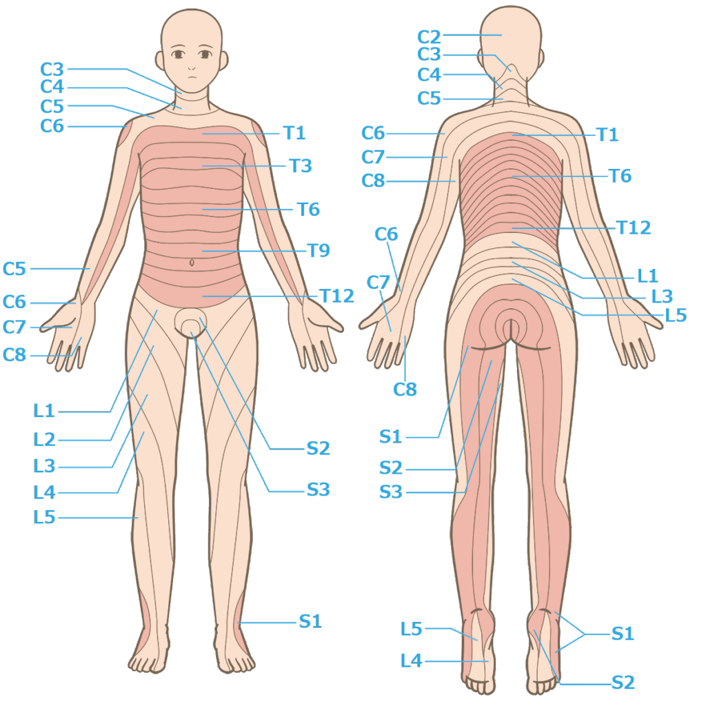 中枢神経の各支配領域を示したデルマトームのイラストです。頚椎であるC6、C7、C8は手のひらから指先にかけての神経を司っているためしびれに大きく関連します。