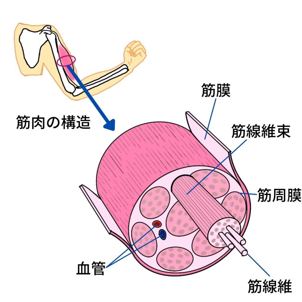 筋肉の構造を示したイラストです。筋線維を筋周膜が束ねて筋線維束となり、筋線維束を筋膜が束ねています。