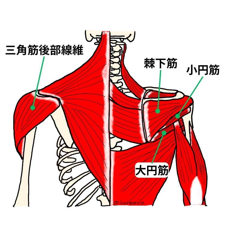 手首の痛みがあるときに関連する肩周囲の筋肉を示したイラストです。
三角筋後部線維、棘下筋、大円筋、小円筋、肩甲下筋が硬くなると手首の柔軟性が低下する傾向にあります。