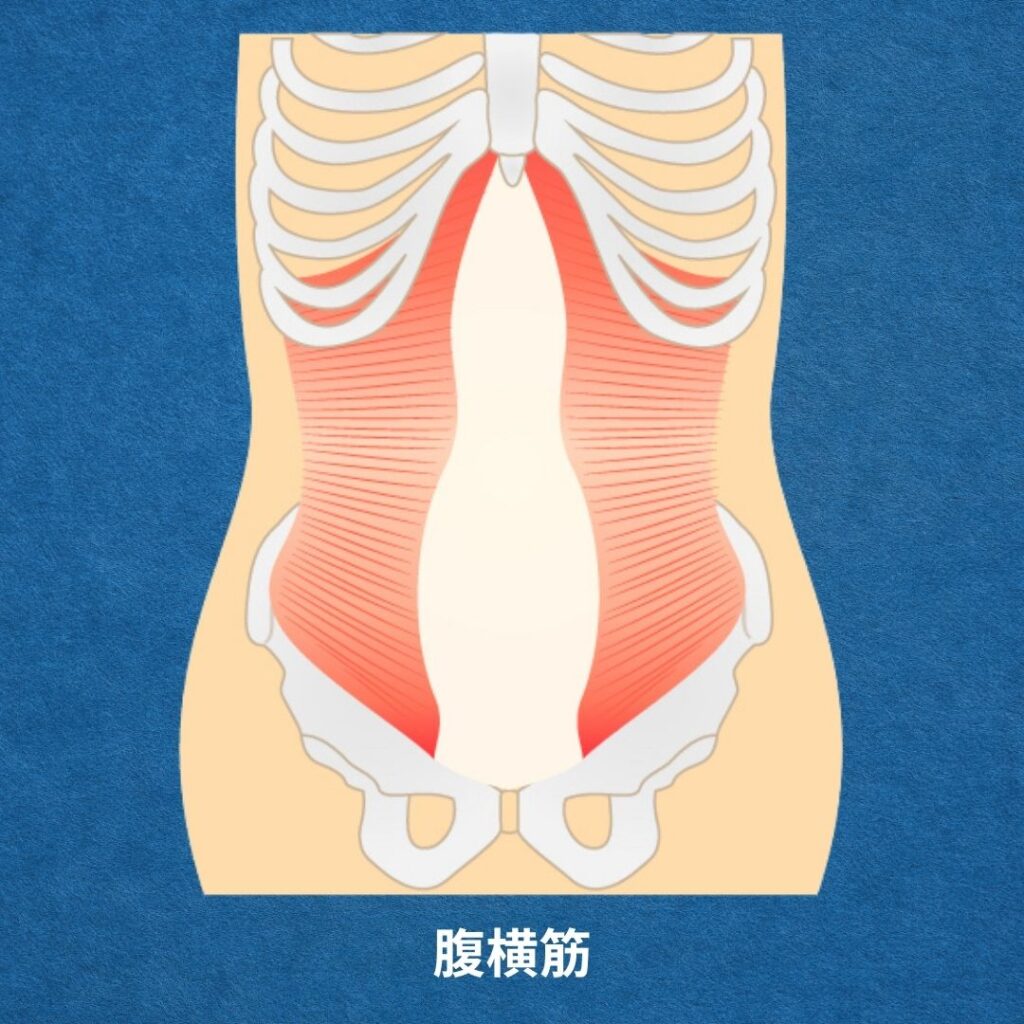 産後に強化したい筋肉の一つ「腹横筋」。天然コルセットの役割があり上半身を支える大事な役割を持っているが妊娠で伸ばされてしまう。