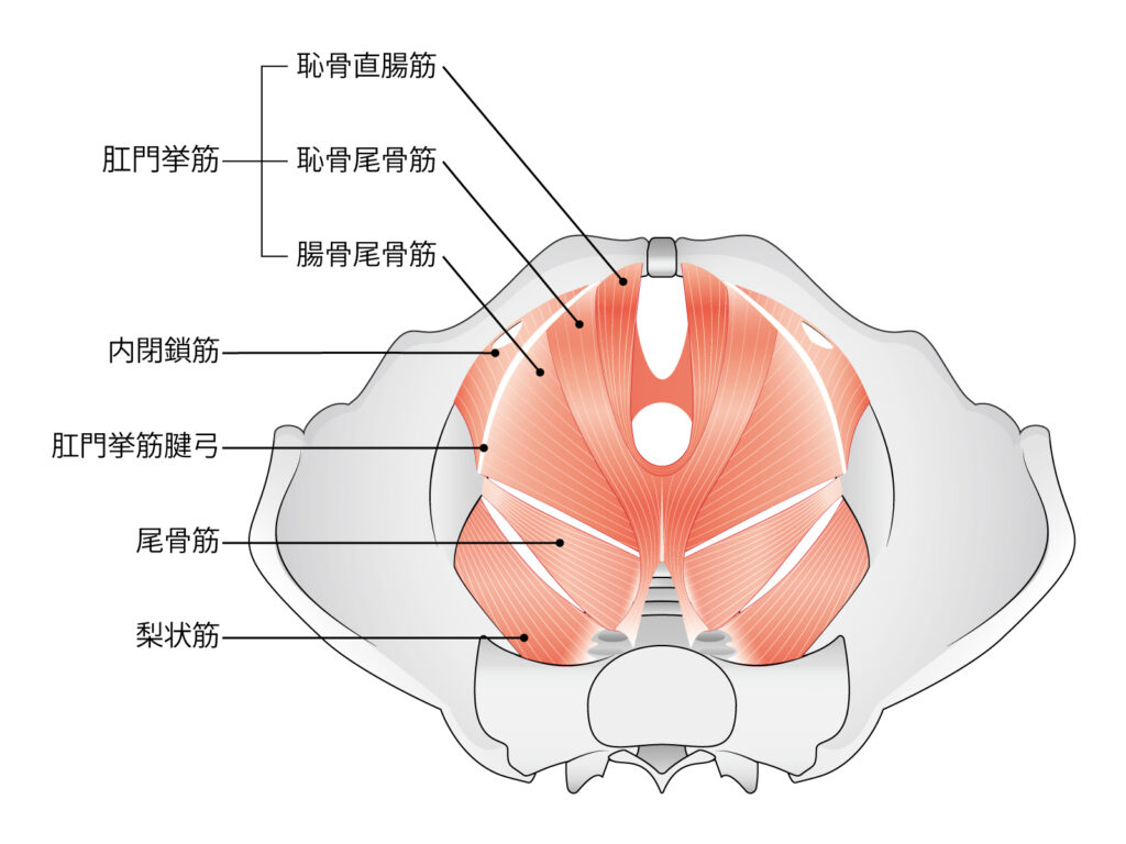 骨盤底筋群を示したイラスト。妊娠・出産にて尿道・膣に近い方の骨盤底筋が損傷するためトレーニングがとても大事です。