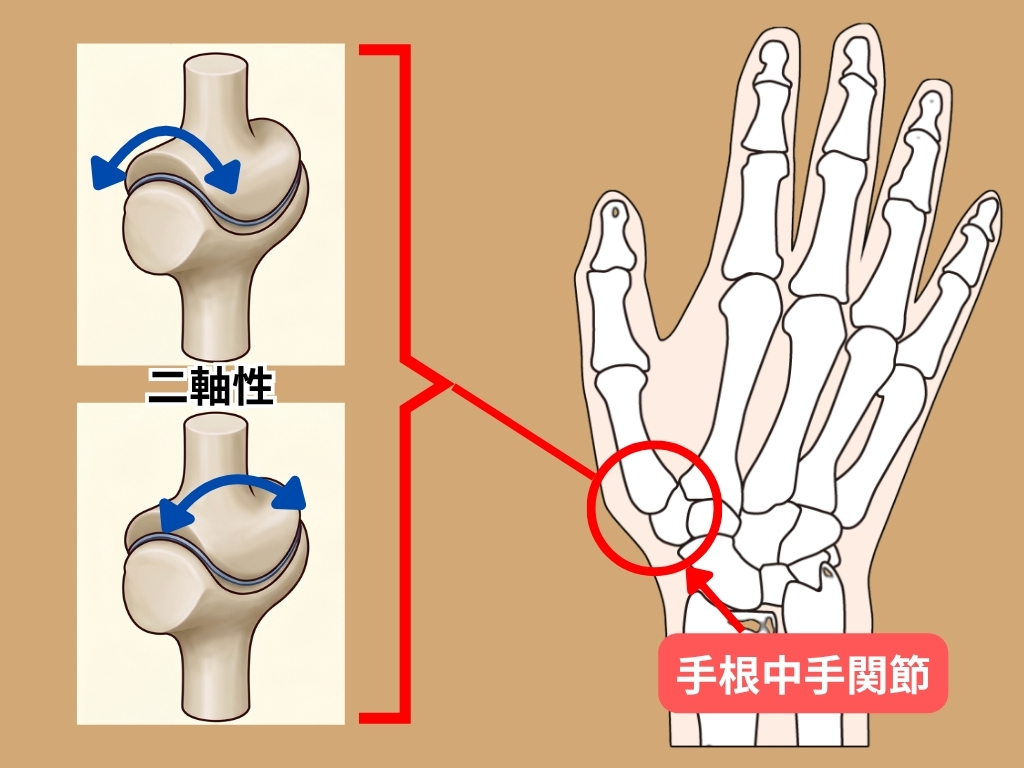 母指の手根中手関節の関節構造を示したイラスト。母指の手根中手関節は鞍関節と呼ばれ二軸性の構造になっている。